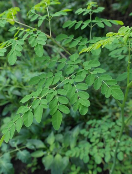 moringa
