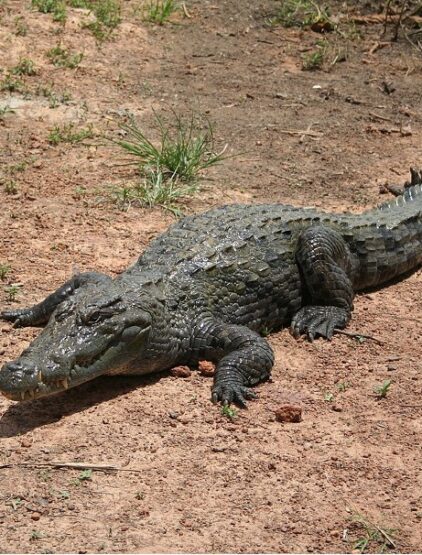Bazoulé : Là où les crocodiles sont rois.