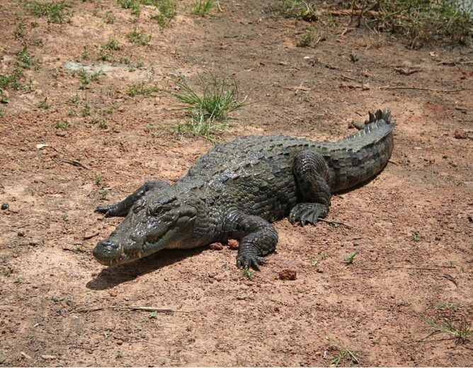 Bazoulé : Là où les crocodiles sont rois.