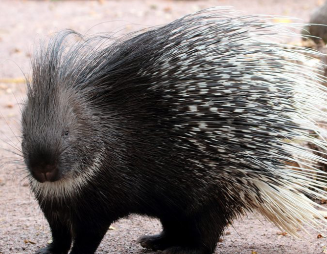 Tanturi, le cochon de terre : mystère de l’animal et secret ancestral chez les mosse