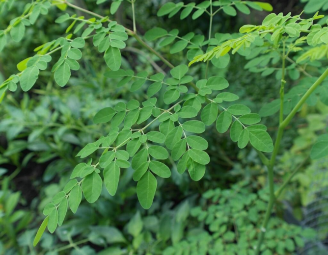 Le moringa : l’arbre aux mille vertus et son usage traditionnel