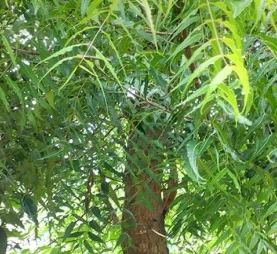 Le neem : l’arbre qui soigne et embellit
