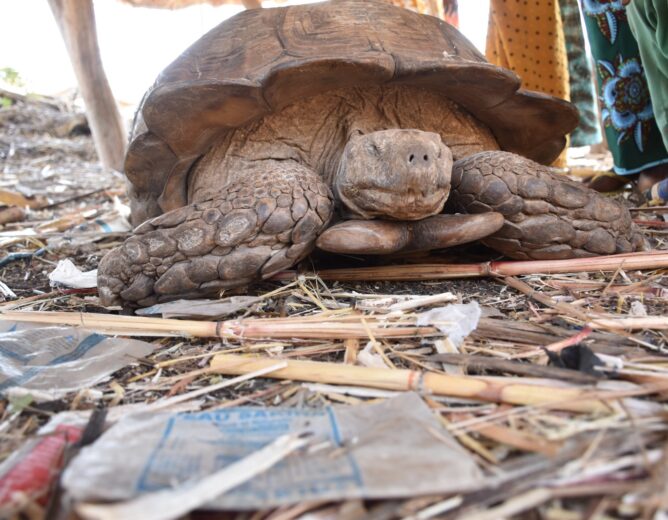 La tortue, symbole de sagesse et de longévité