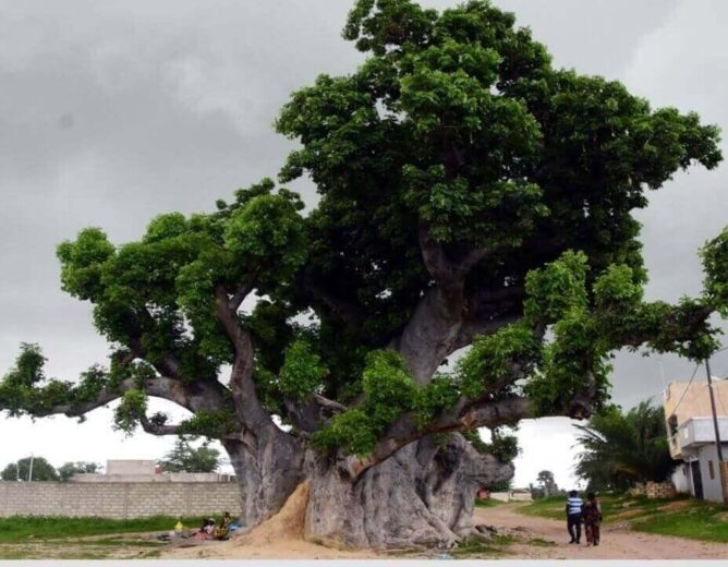 Le baobab sacré de Nianing au Sénégal : l’arbre qui garde la mémoire des griots sérères